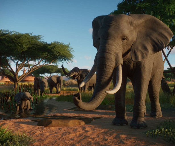 A group of elephants standing near a mud pit as a baby rolls around in the mud